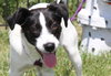 Spot -puppy