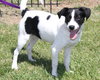 Spot -puppy