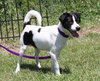 Spot -puppy