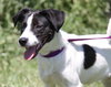 Spot -puppy