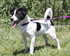 Spot -puppy