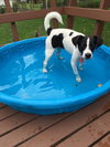 Spot -puppy