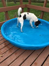 Spot -puppy