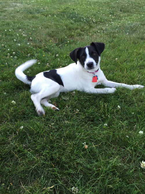 Spot -puppy's Web Page Spot -puppy's Web Page