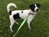 Spot -puppy