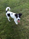 Spot -puppy