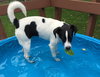 Spot -puppy