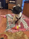 Bently
