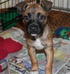 Dozer