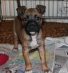 Dozer