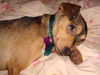Barney