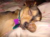 Barney