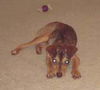 Barney