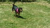 Rolo