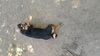 Rolo