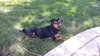 Rolo