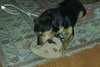 Rolo
