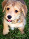 Flint -Puppy