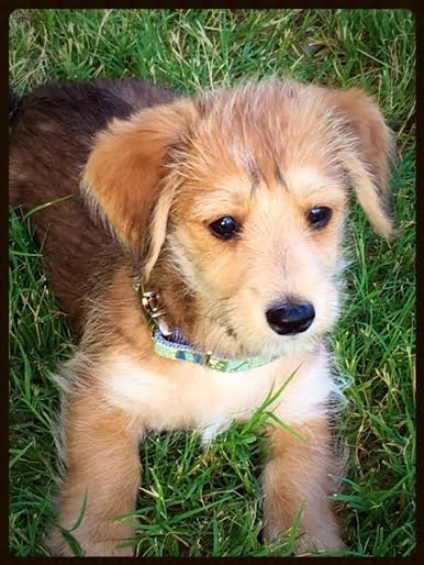 Flint -Puppy