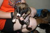 Mocha -Puppy