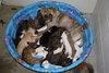 Mocha -Puppy