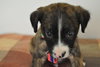 Mocha -Puppy