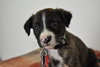 Mocha -Puppy
