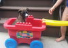 Mocha -Puppy