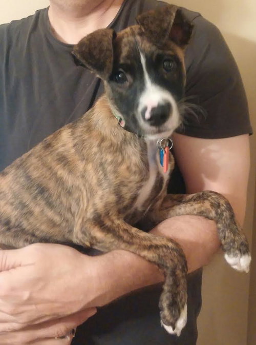 Mocha -Puppy