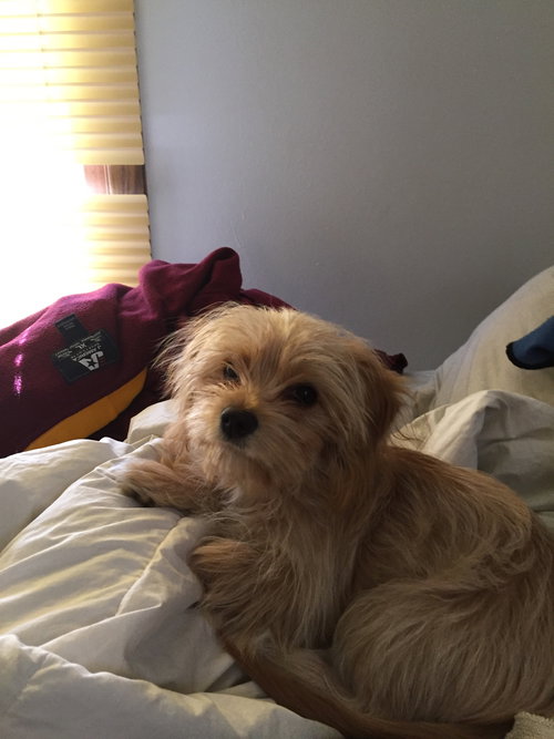 Khole Puppy