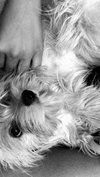 Khole Puppy