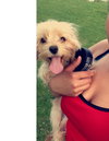 Khole Puppy