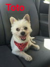 Toto