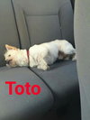 Toto