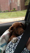 Cinnamon