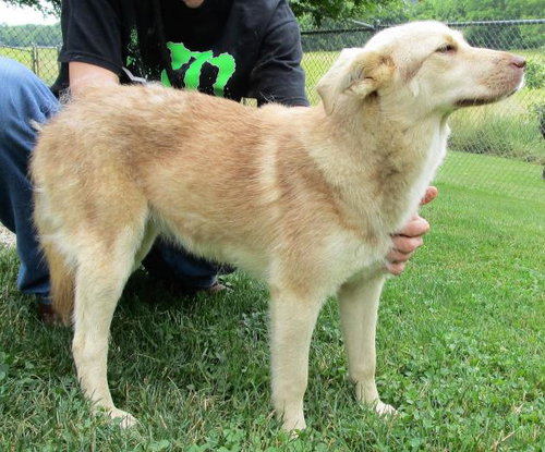Annabeth -Pup