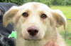 Annabeth -Pup