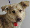 Annabeth -Pup