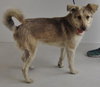 Annabeth -Pup