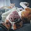 Lucy-Foster Needed