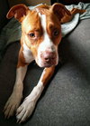 Lucy-Foster Needed