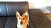 Sir Duke -Puppy
