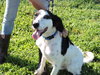 Hunter -Pup