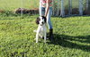 Hunter -Pup