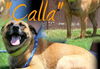 Calla