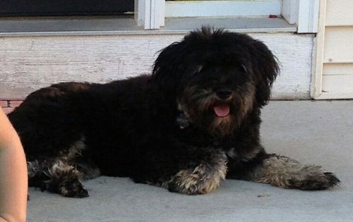 Brody