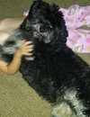 Brody