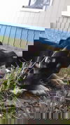 Francis -Puppy