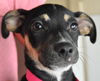 Francis -Puppy
