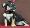 Francis -Puppy
